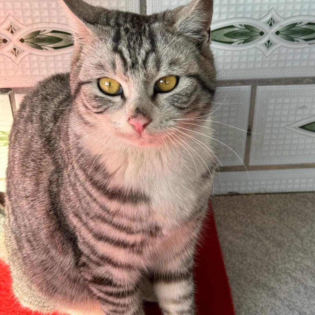 呆呆不是猫