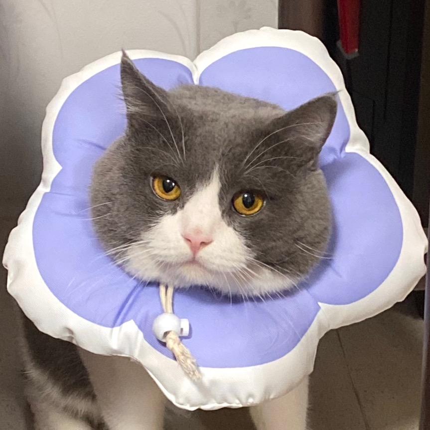 一亮一 (买🐱私聊）