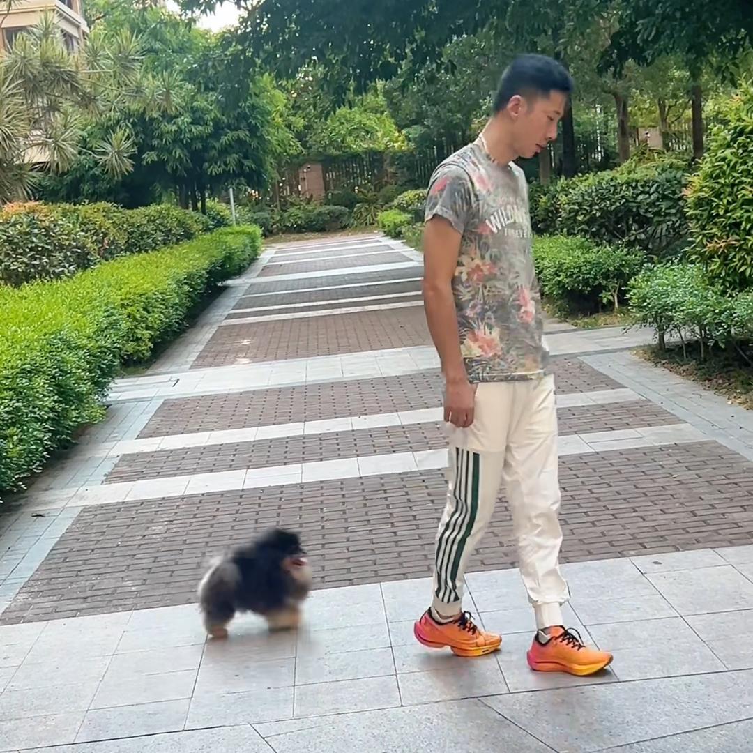 大發博美