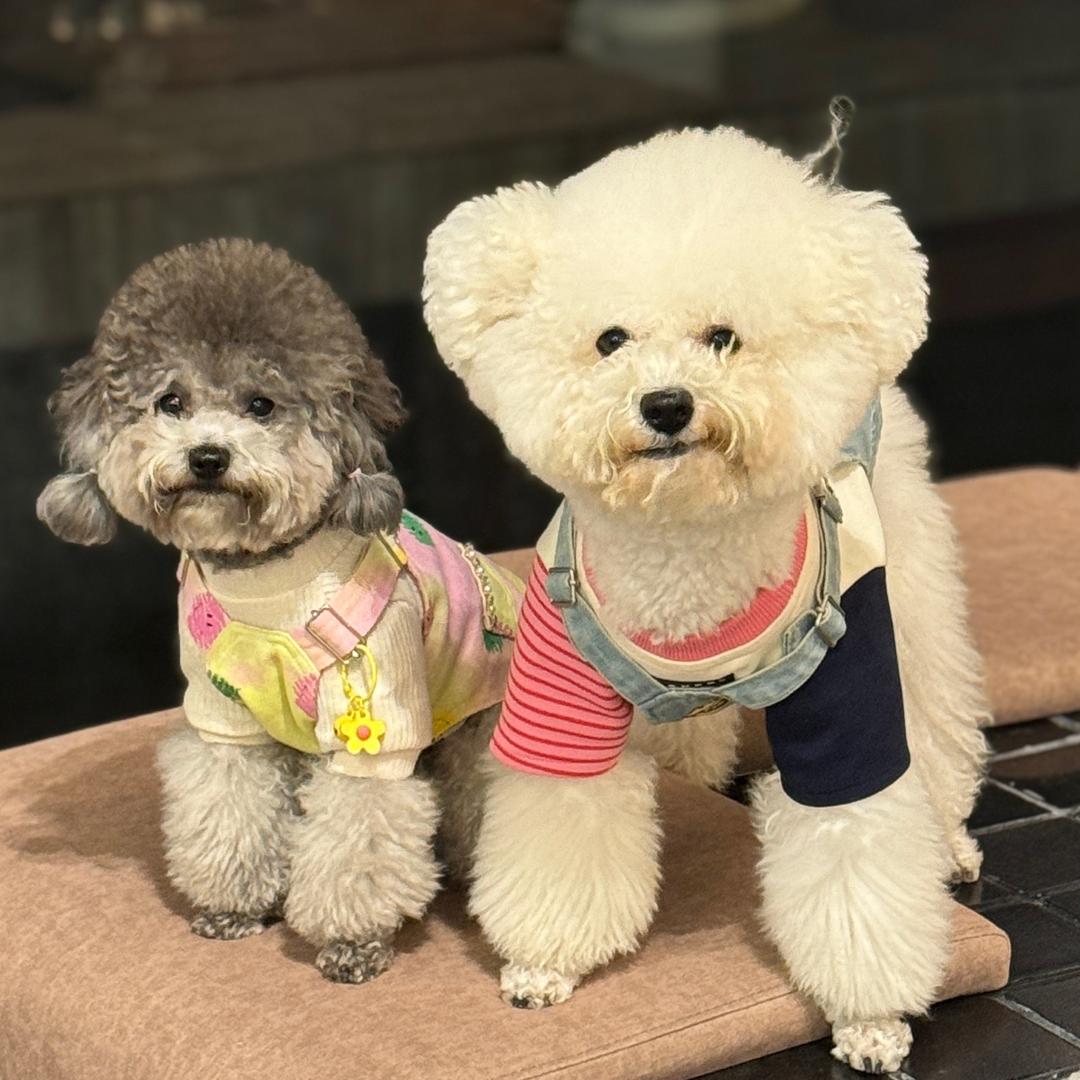 发发和点点🐻