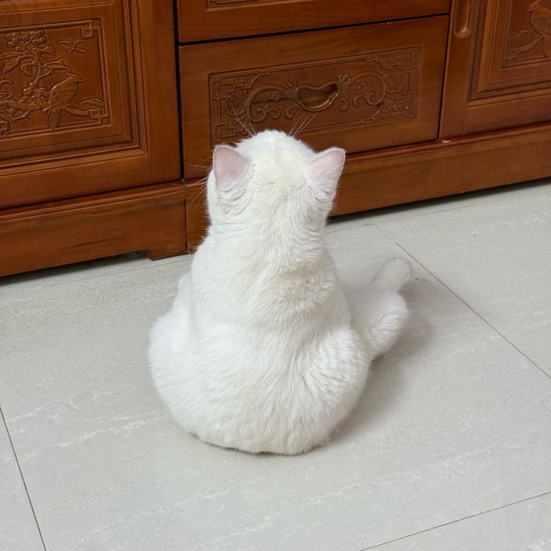不爱梳毛的猫