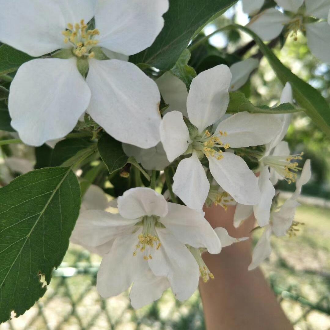 @英.