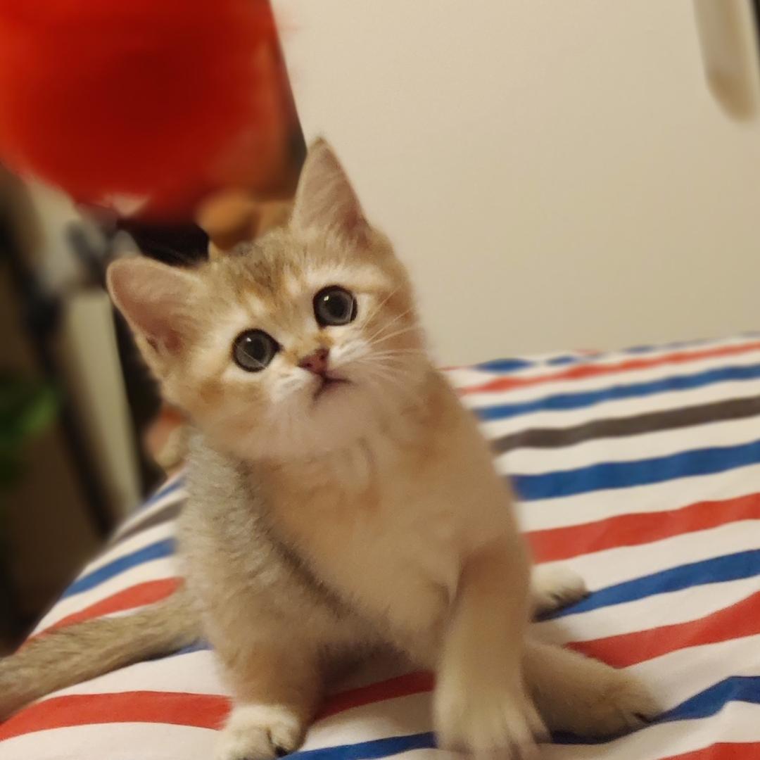 云飞风扬