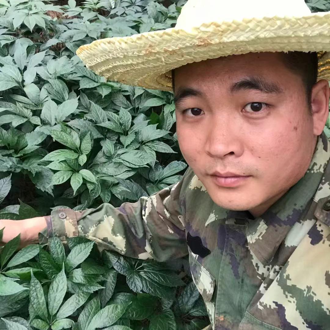 云南文山老农夫三七