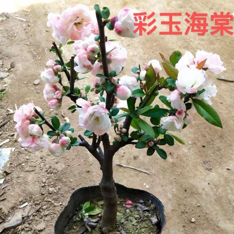 花花的海洋