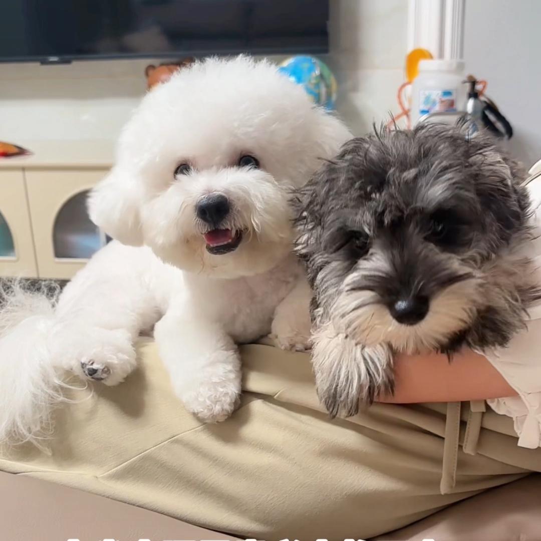 毛汤圆&毛豆豆