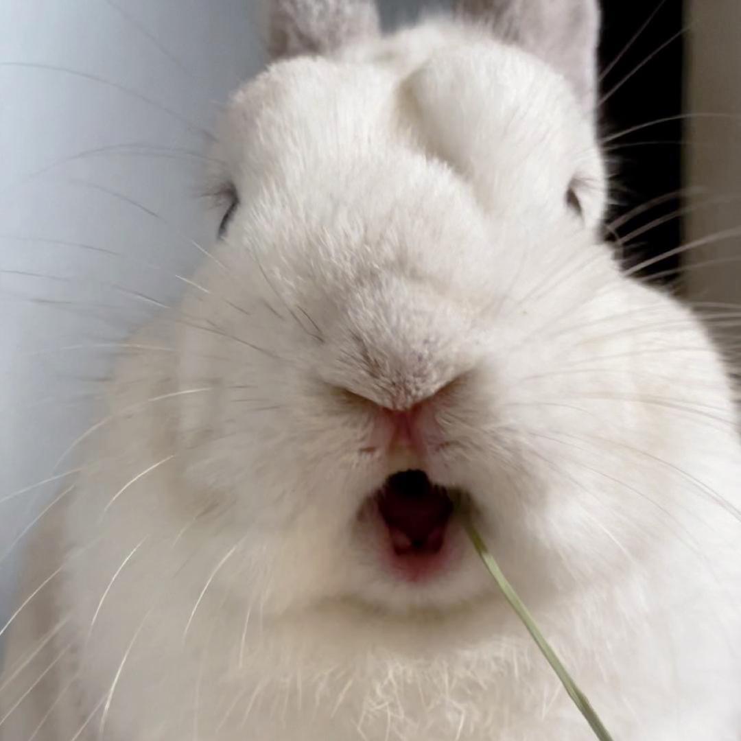 大福来也🐰