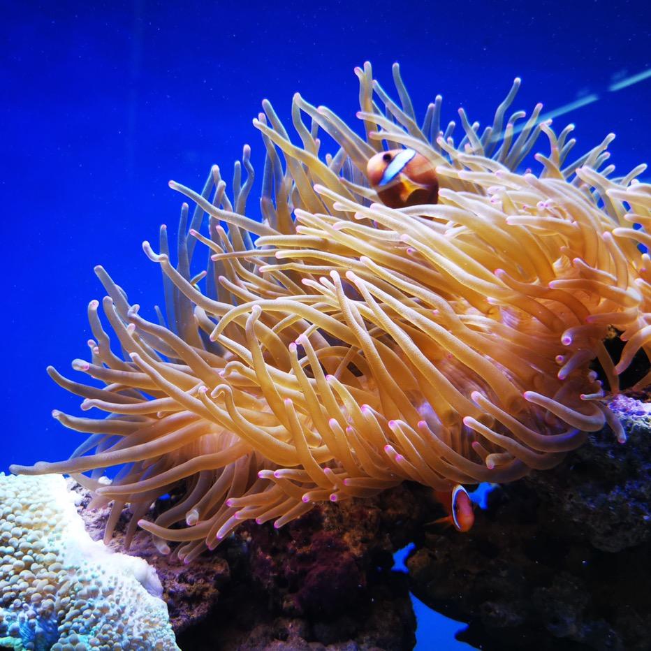 珠海鱼情水族专业海鲜池鱼缸生产厂家