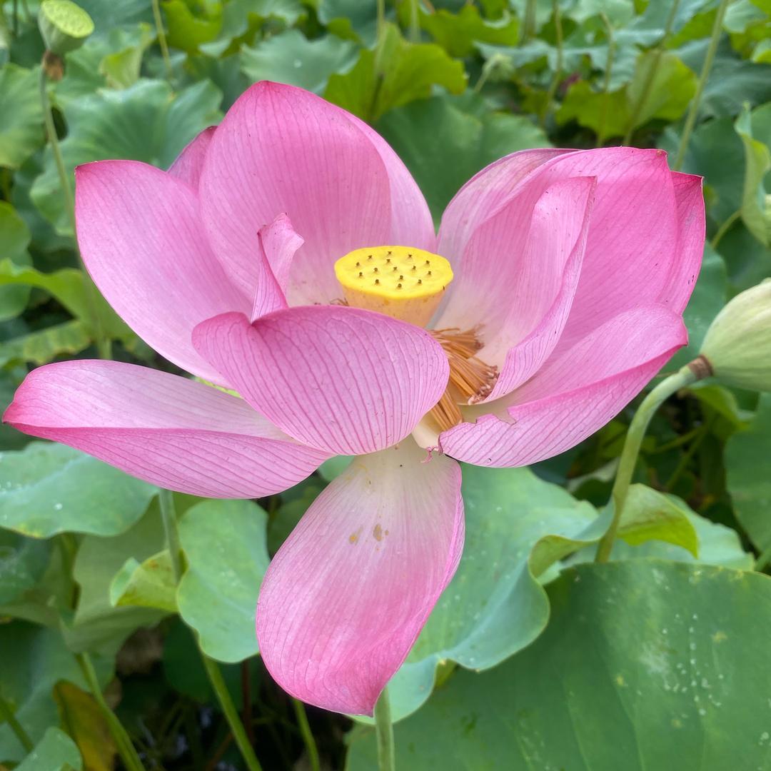 来时花开