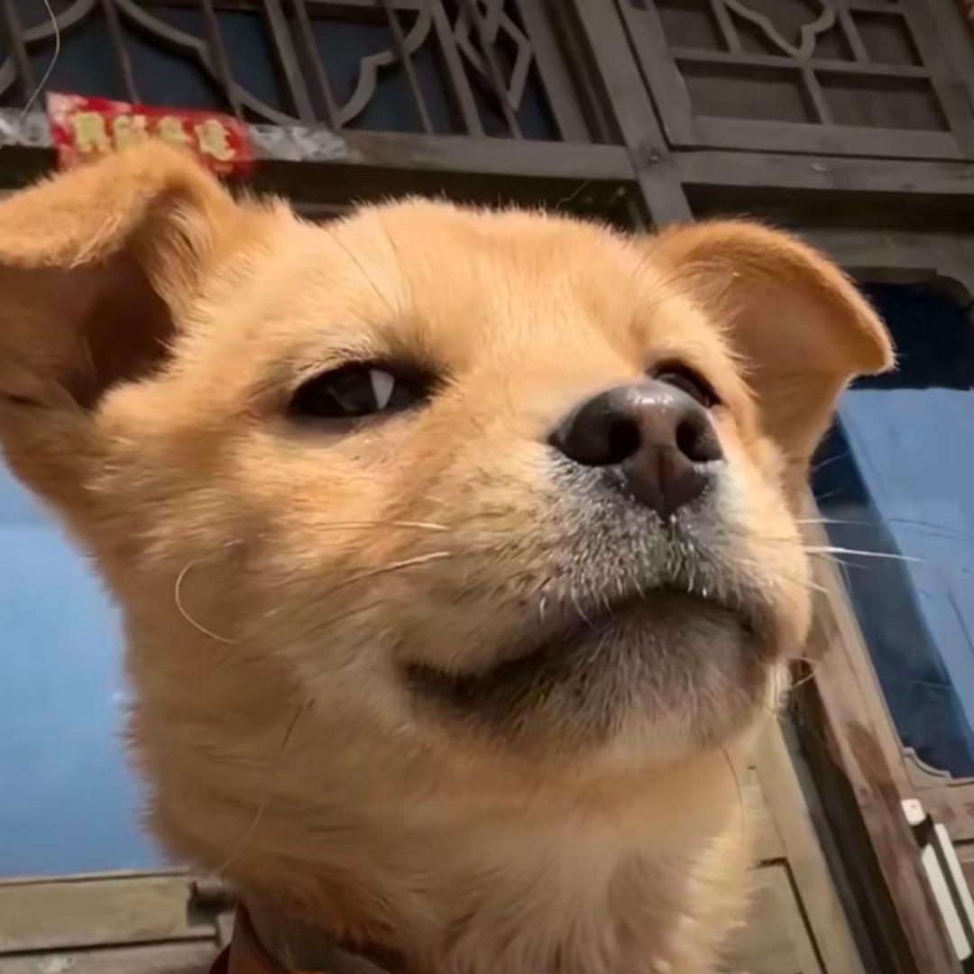 小钦龙盯上你啦
