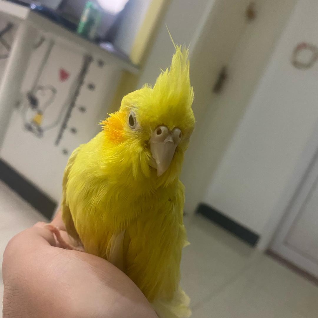 小黄和小白