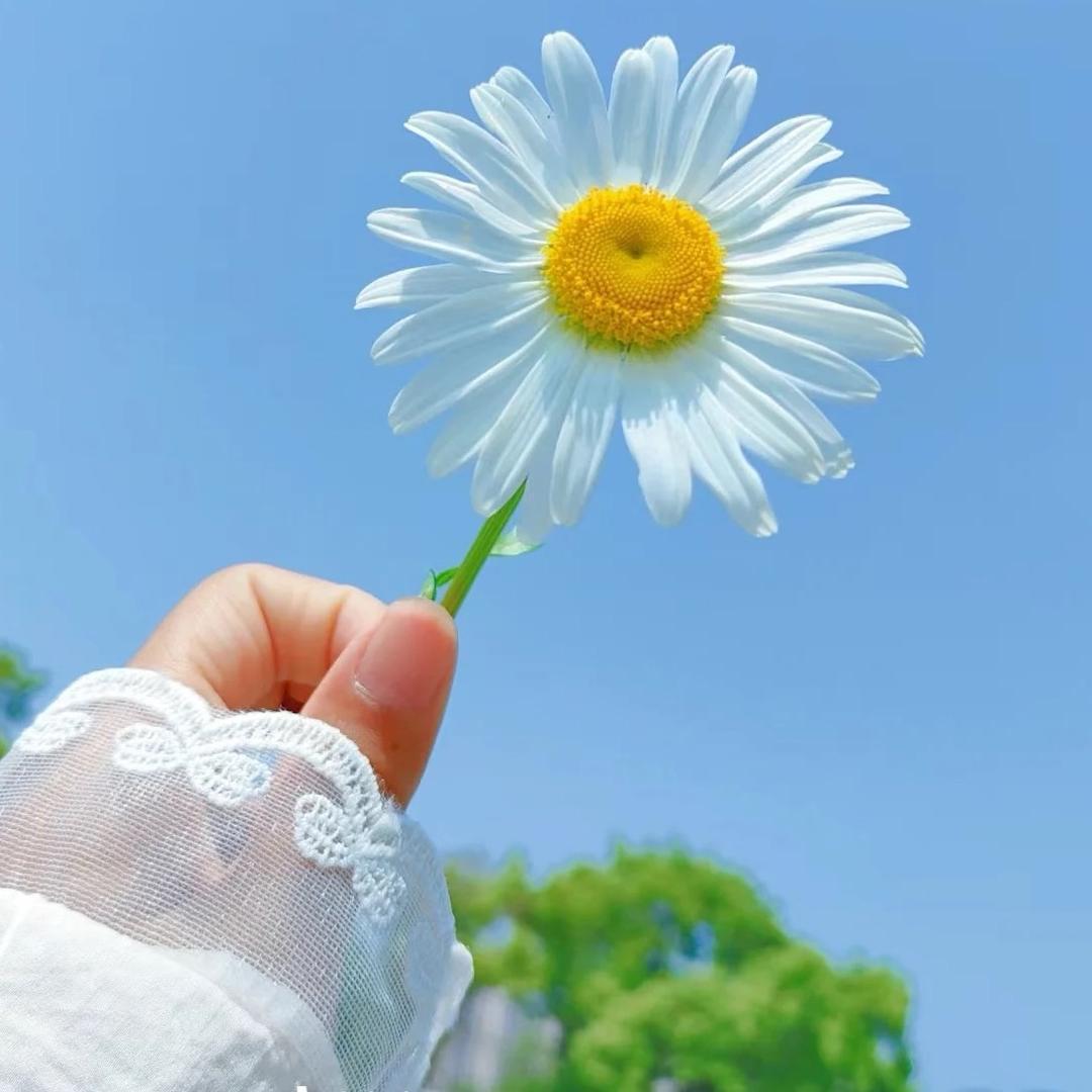 ❀叶子⁵