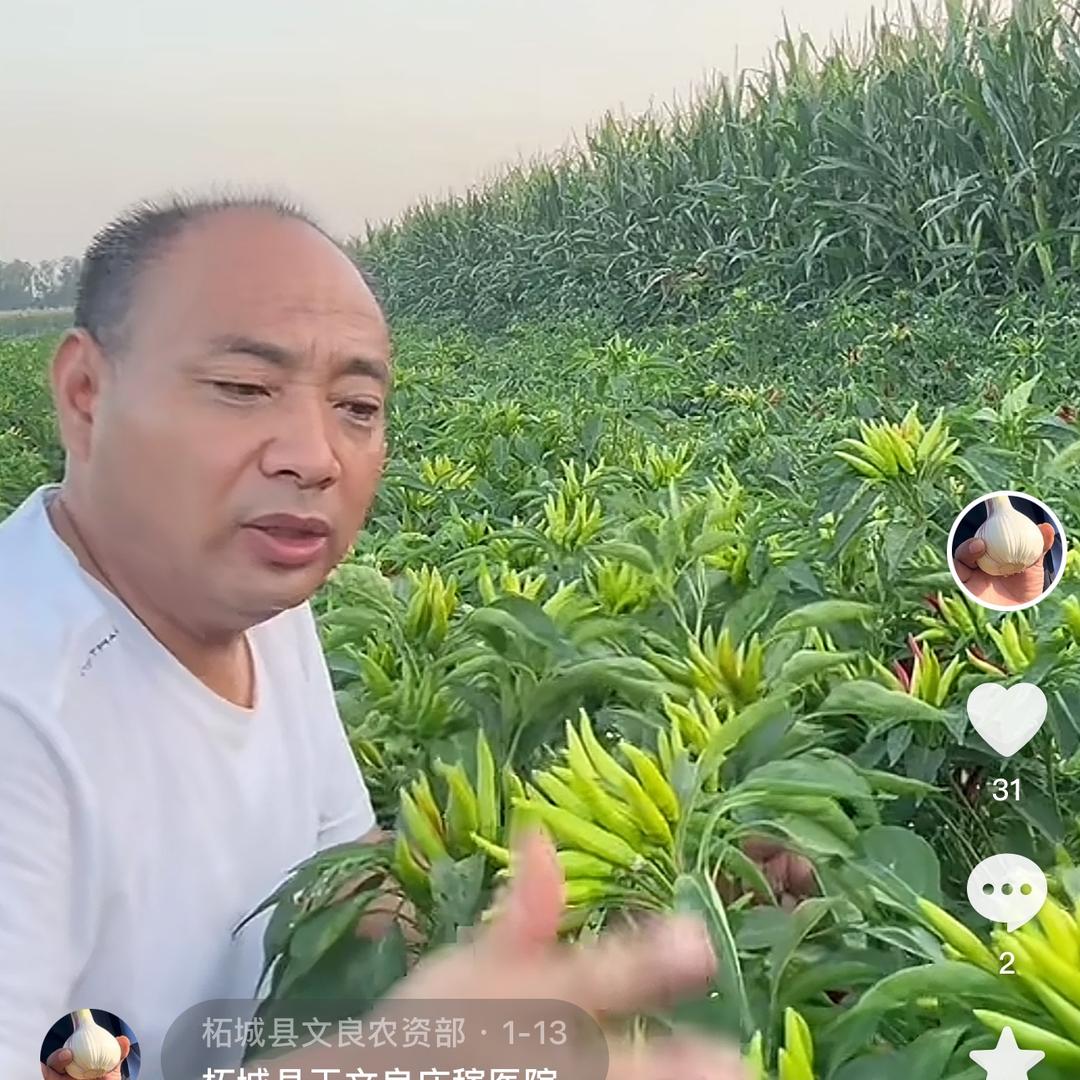 柘城县文良农资部