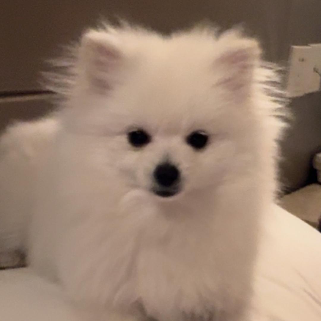 🐶🐶
