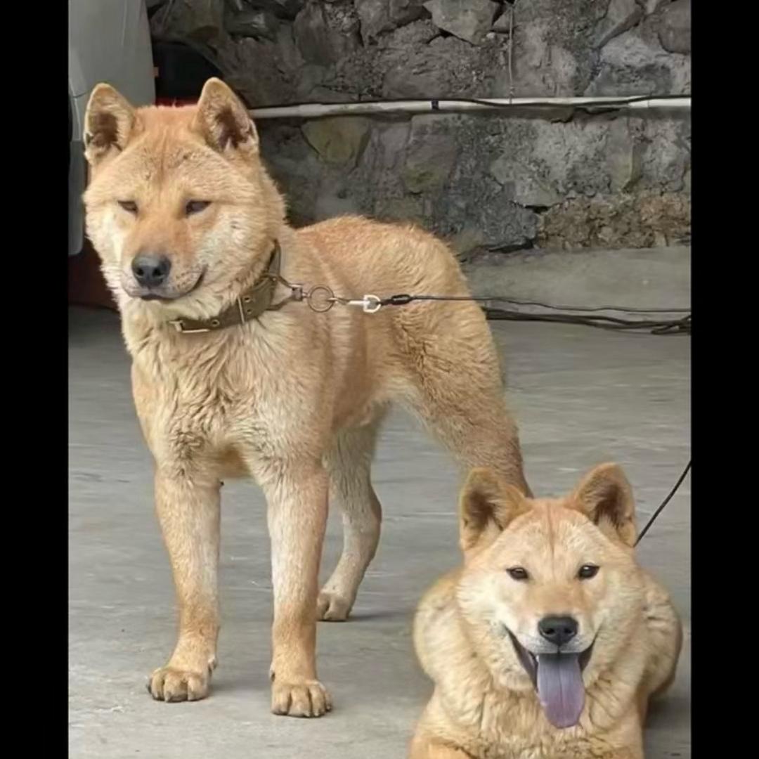 玩狗的后生仔😸