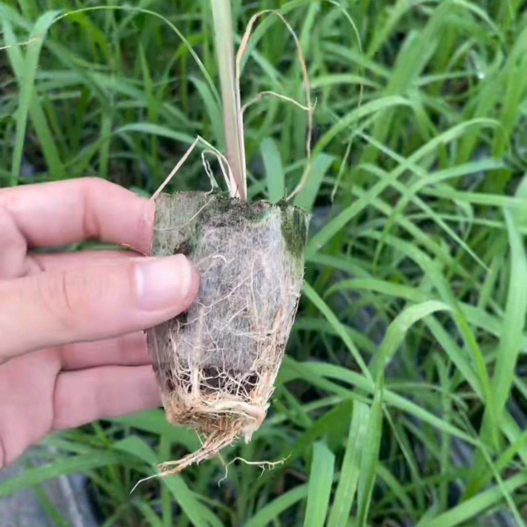 种地的（甘蔗组培苗批发）