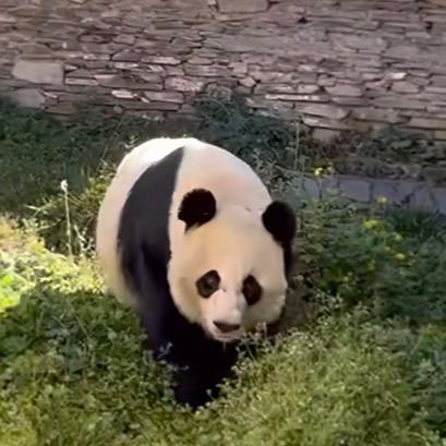 林先生美香一家