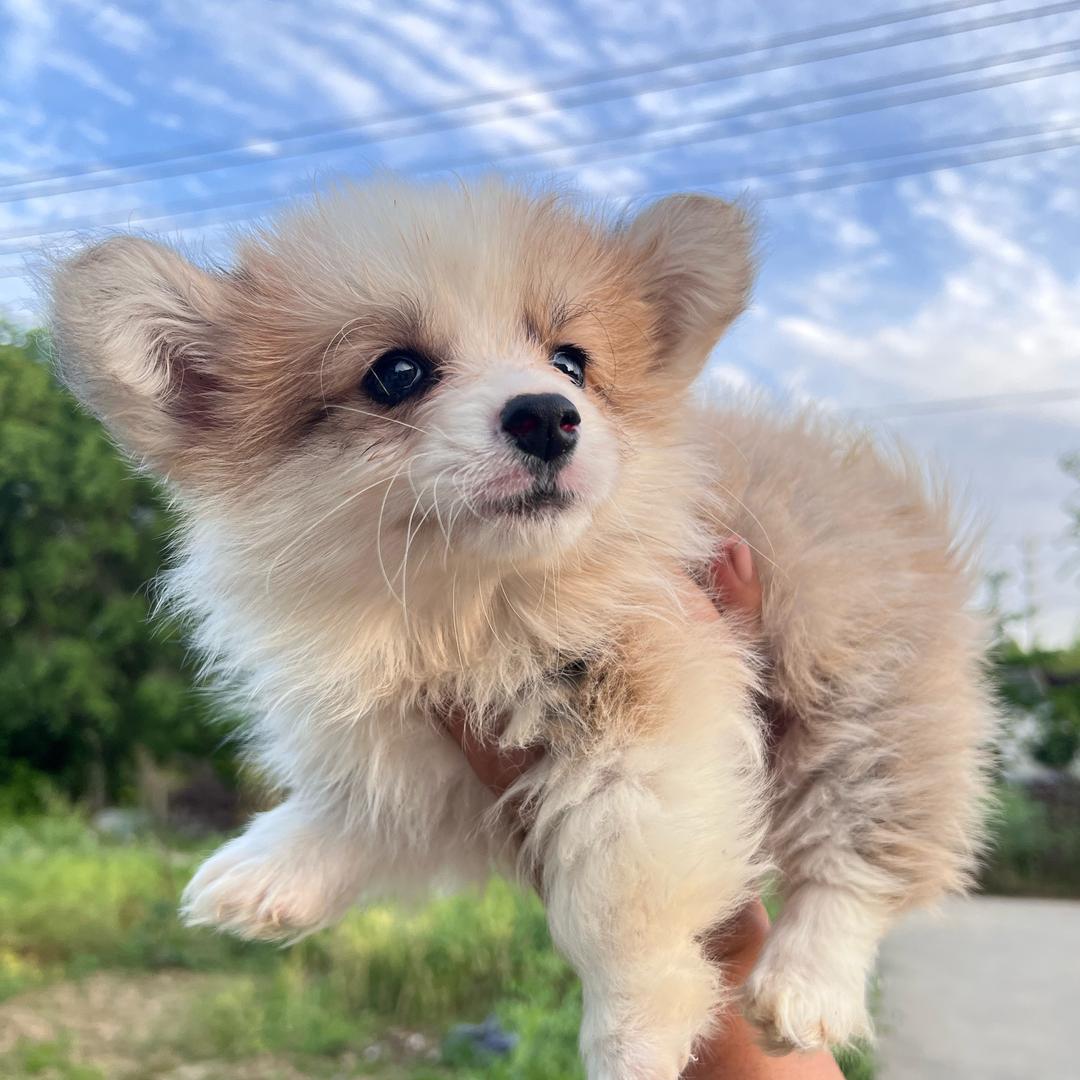 合肥柯基犬舍（6）