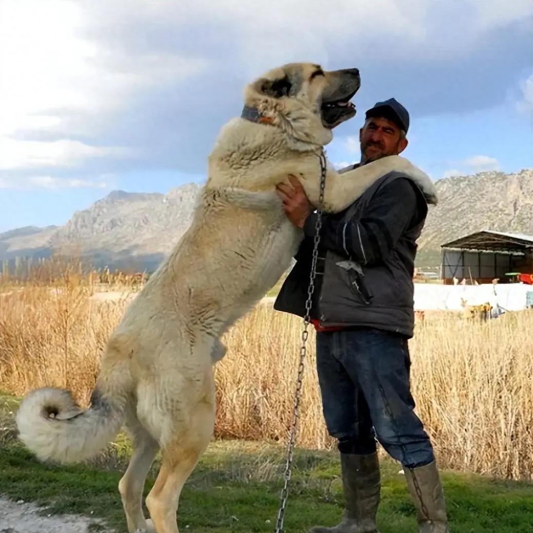 臻宠犬舍