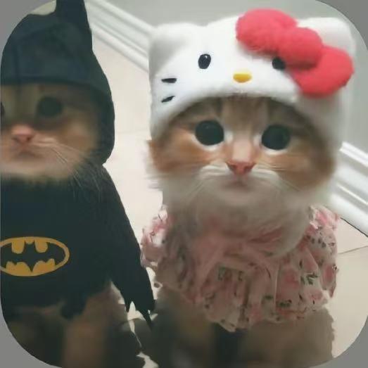 伤心小猫