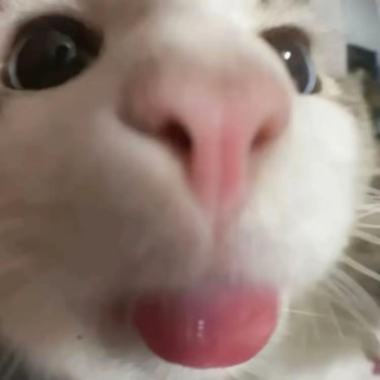 温柔且舔狗69