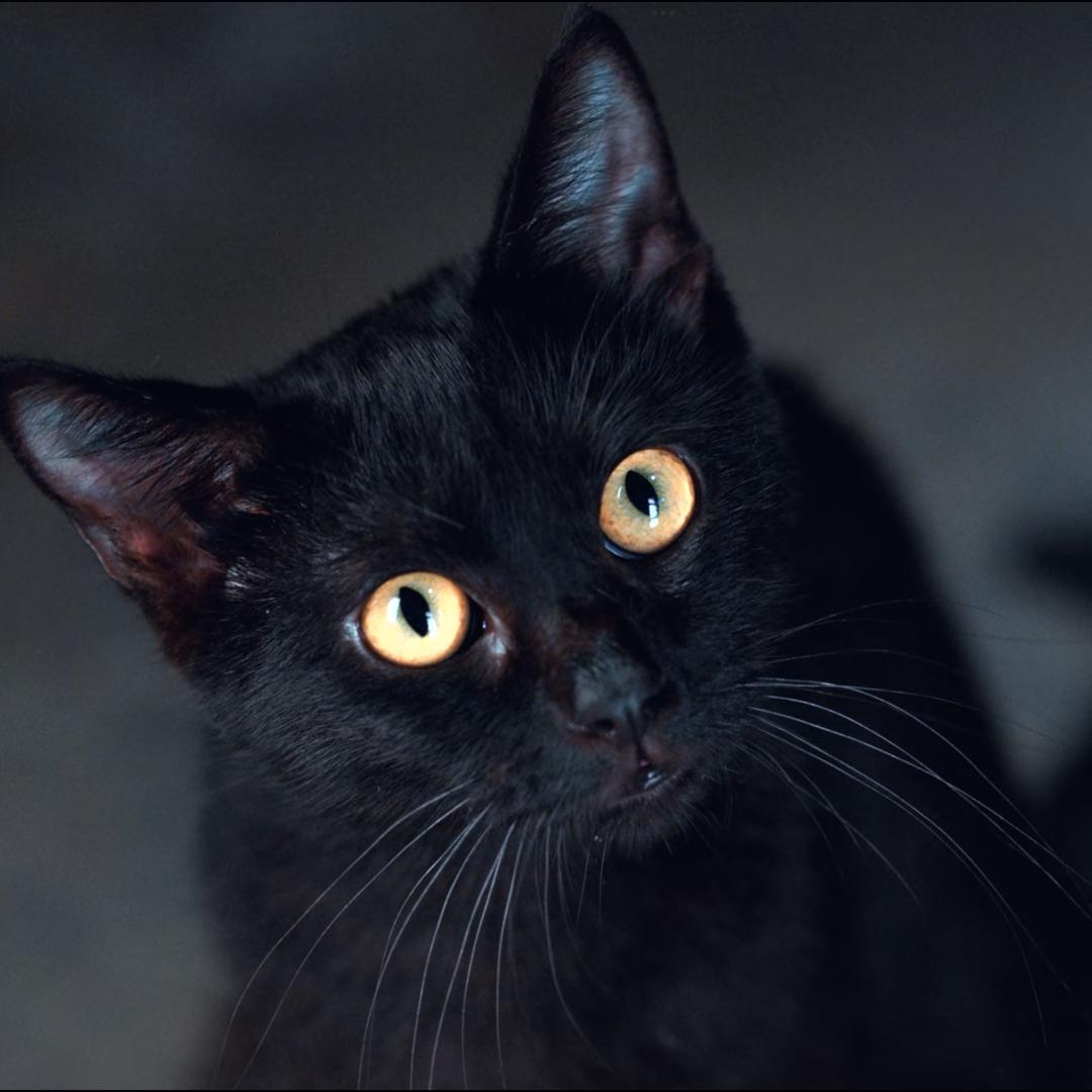 用户 a cute🐈‍⬛