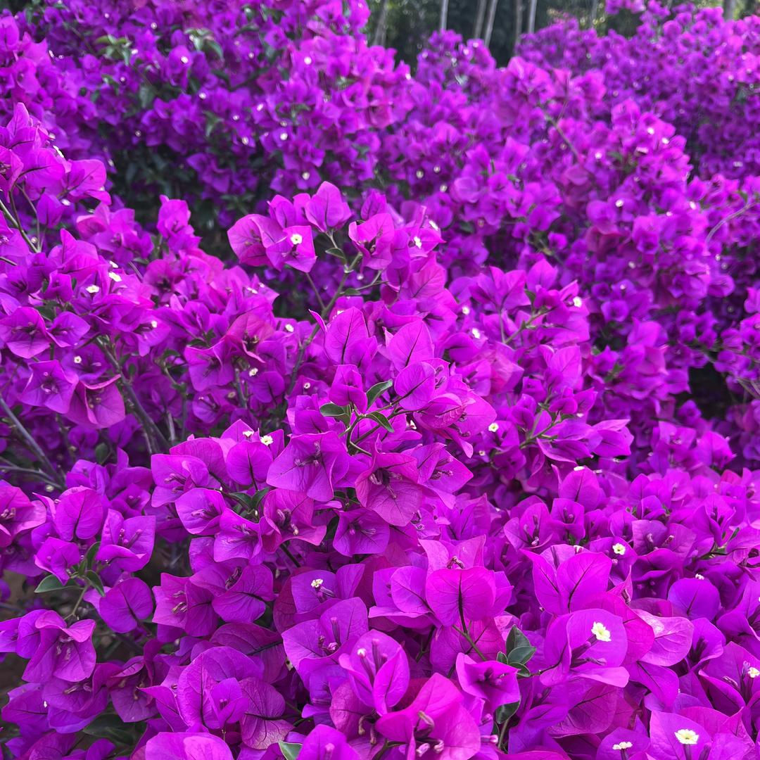 一路花开花卉园
