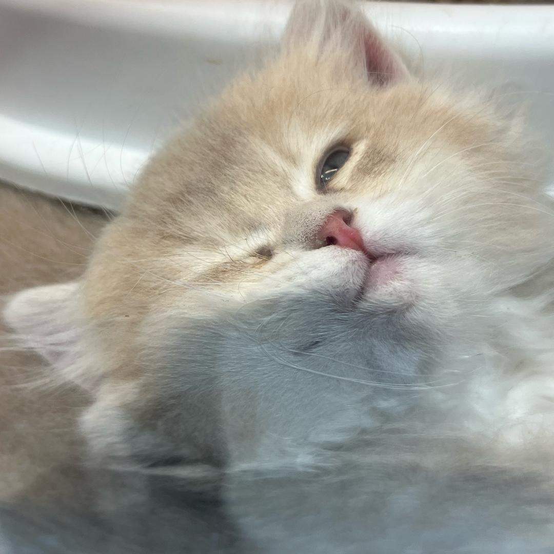 烂漫
