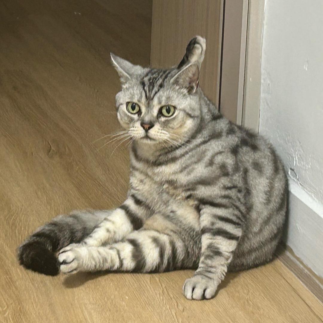 美短OK