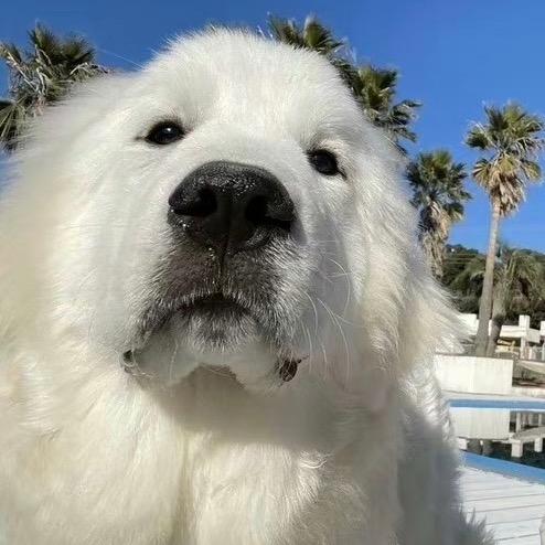 巫溪溪溪头像