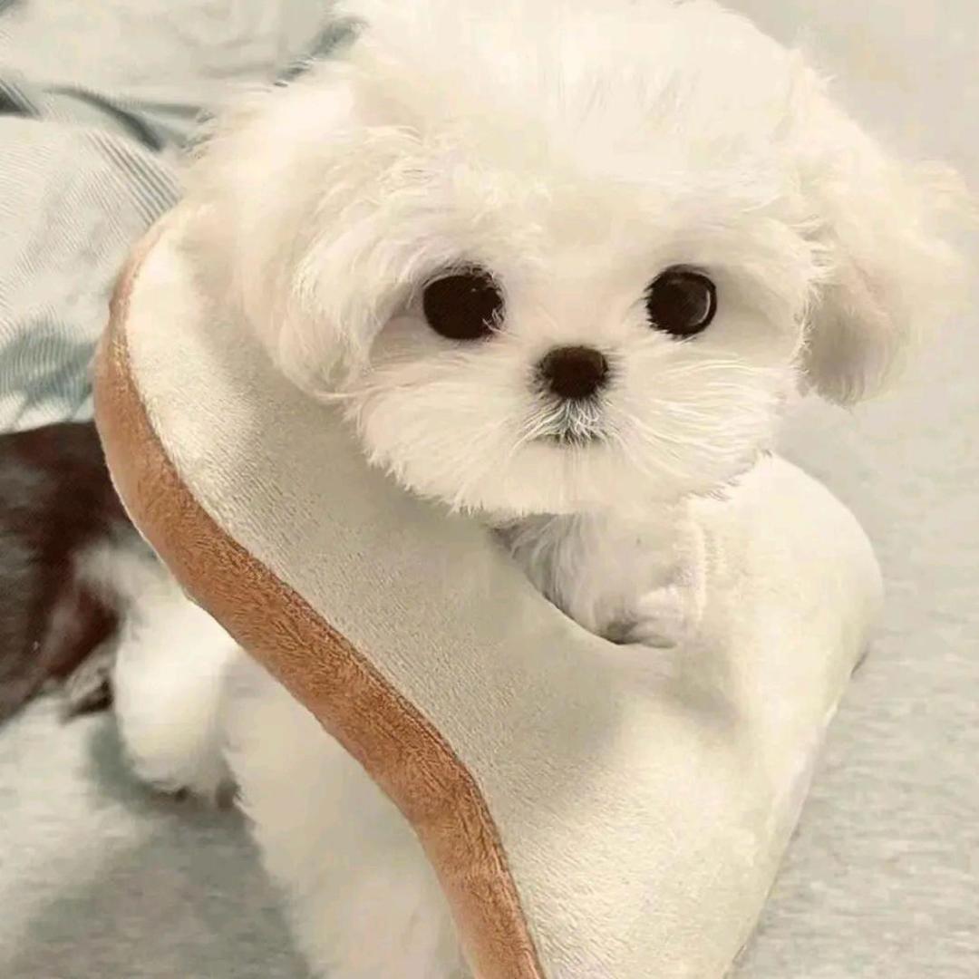 乐比宠物店