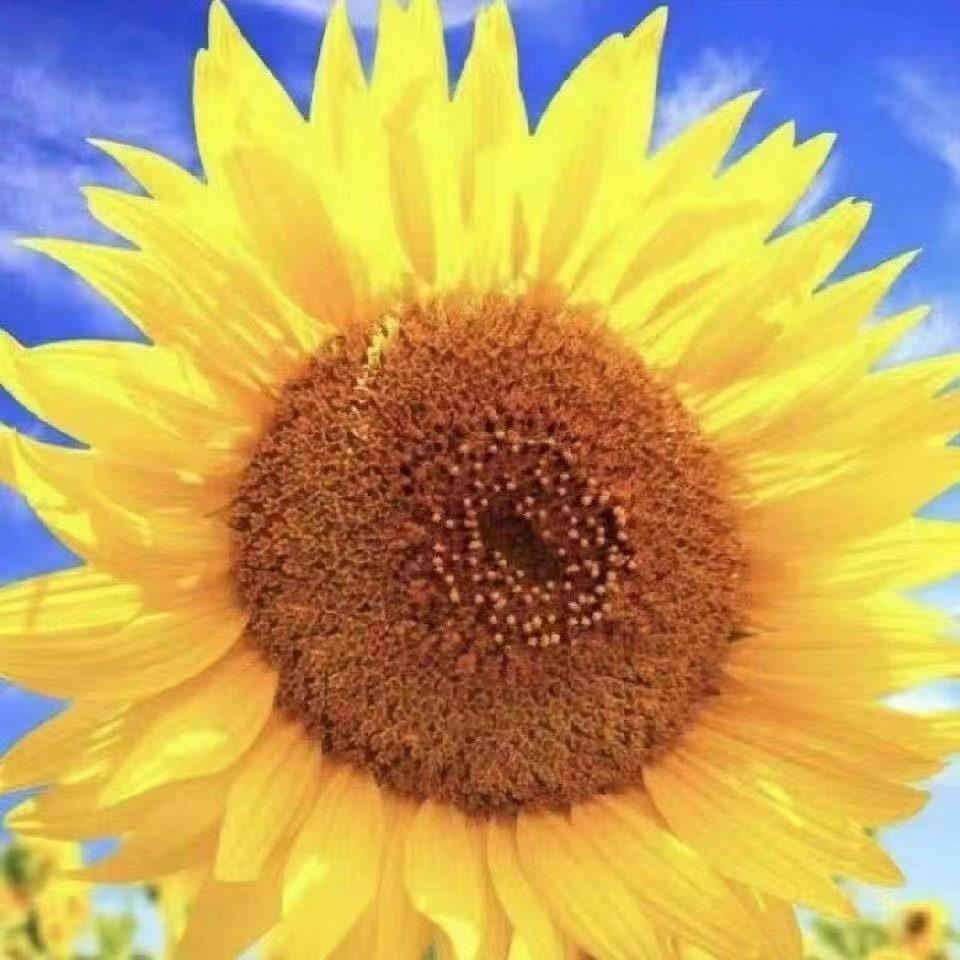 AIANGEL艾安琪官方号