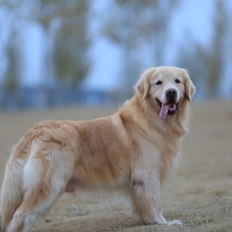 卓林犬舍