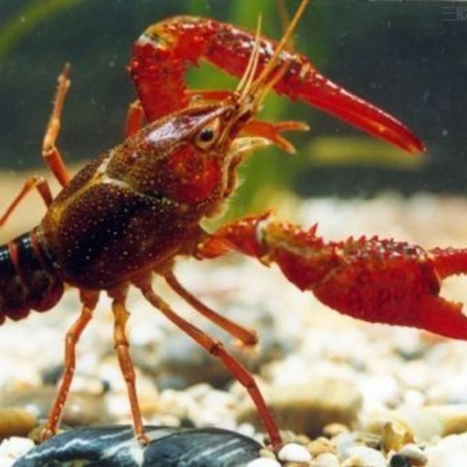 湖北监利海宸水产（小龙虾产地发货）