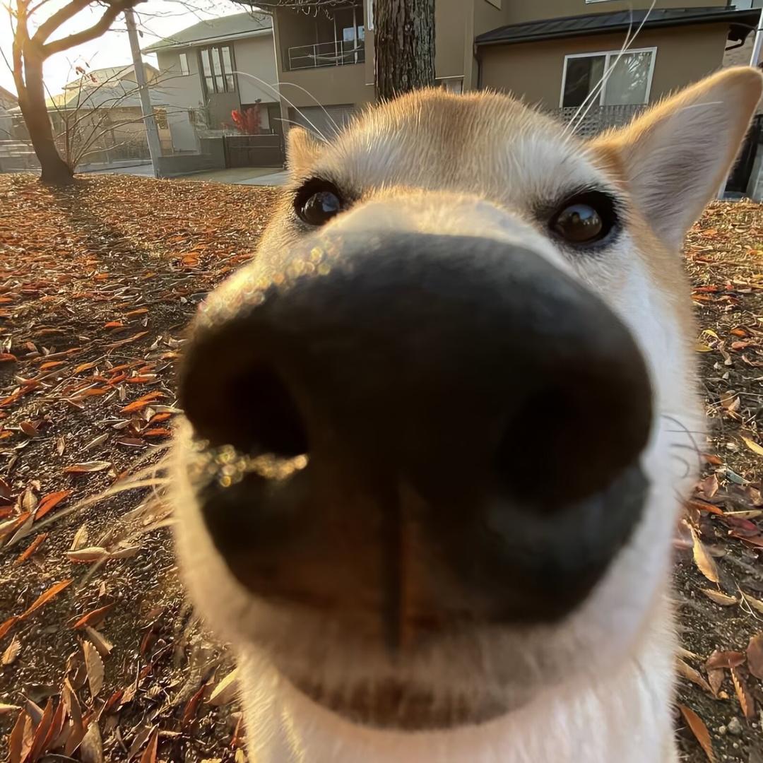 又又又想睡觉了