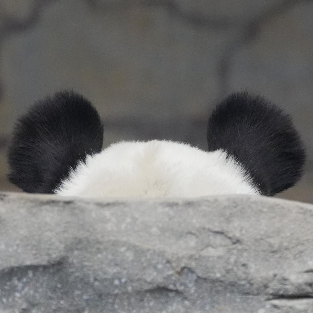 咖啡三张🐱🐈🐈‍⬛😺