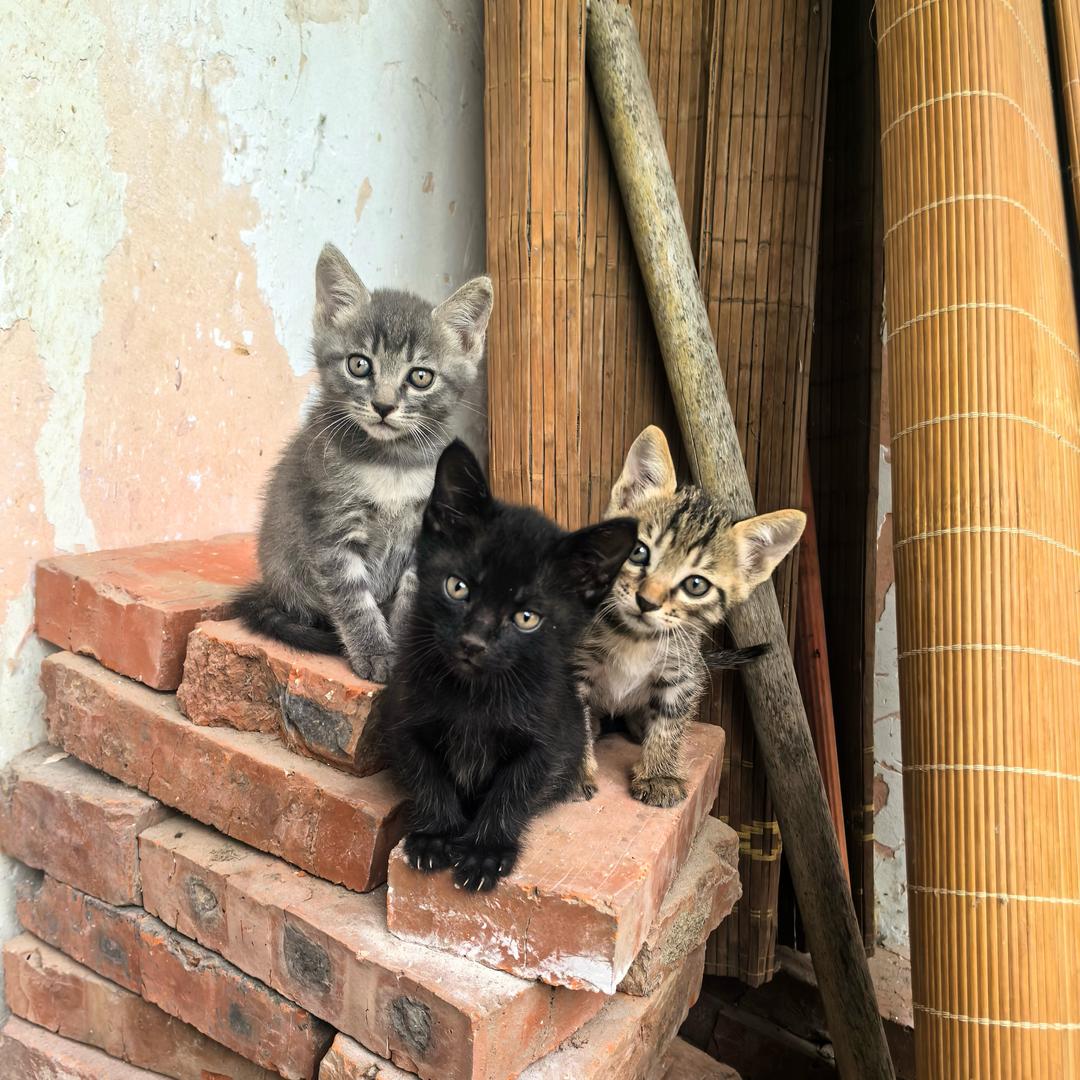 四只小猫