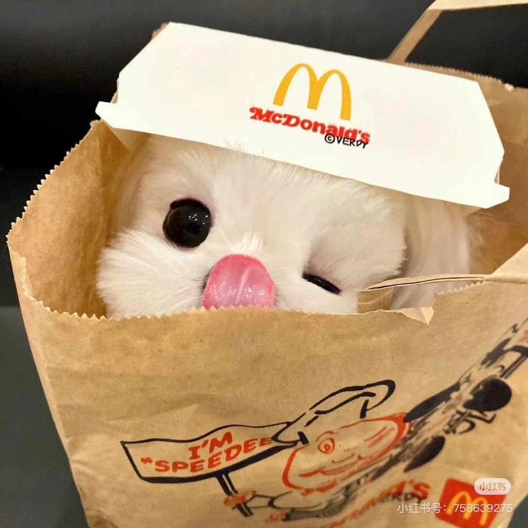 小林宠物生活号