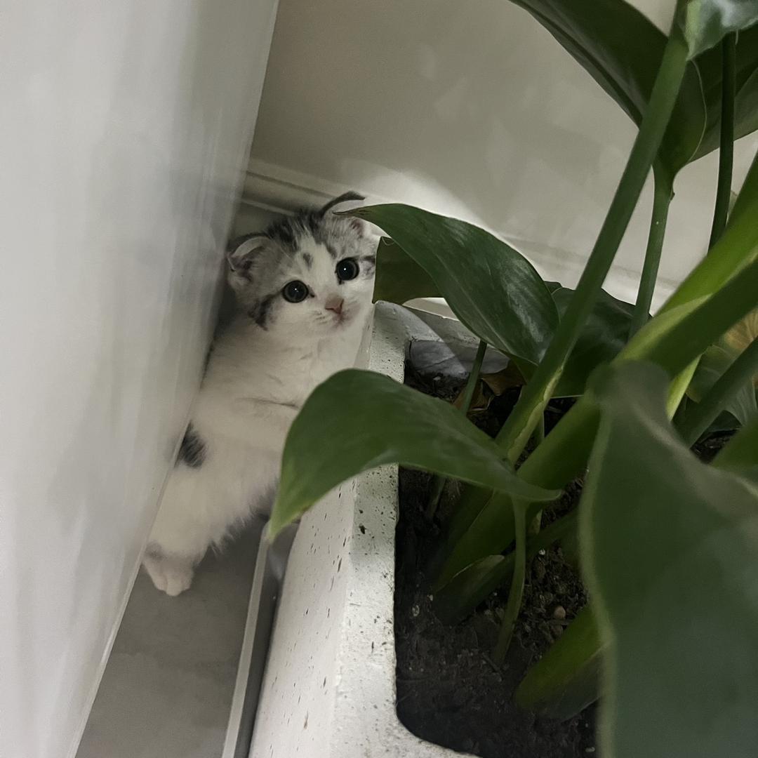 🐱老四