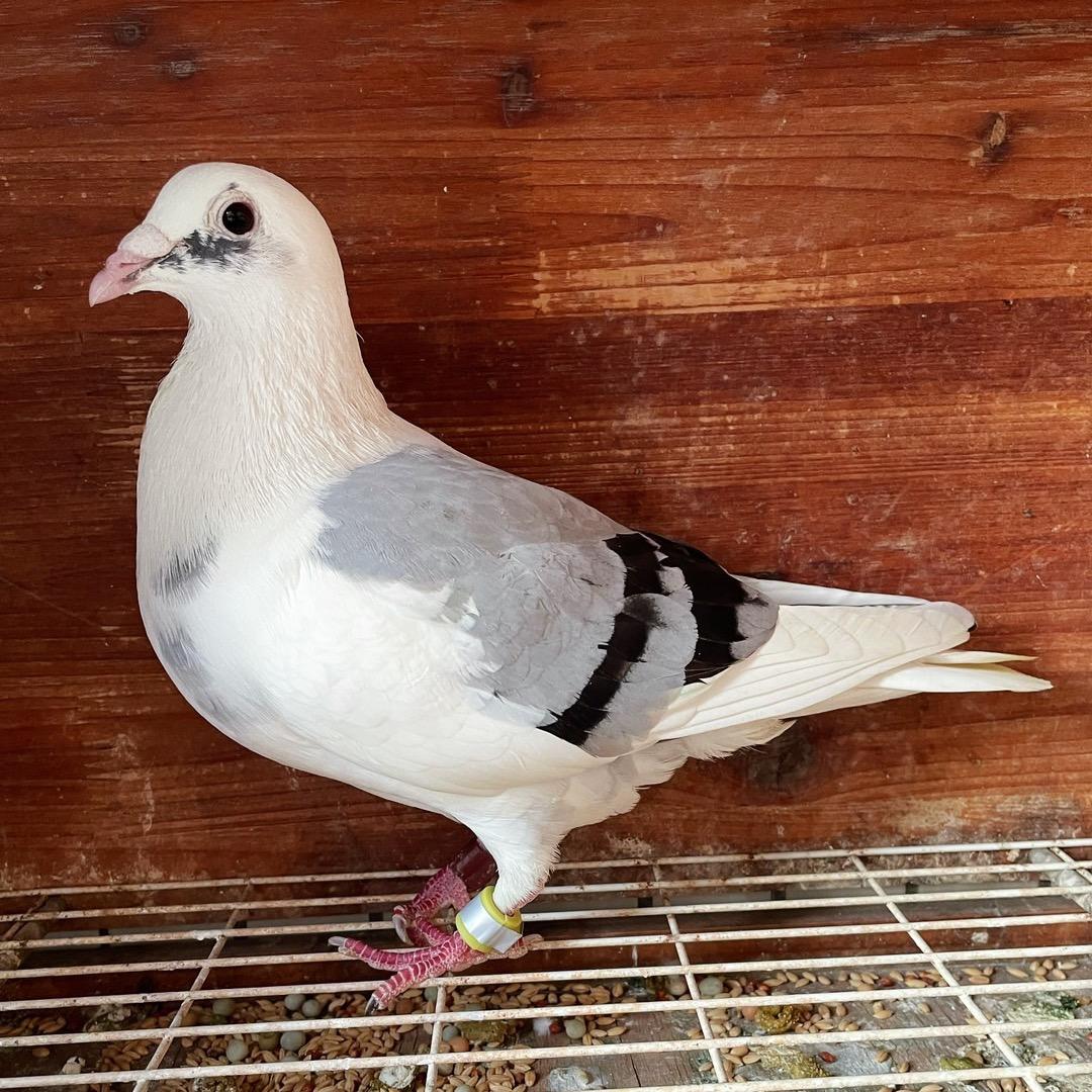一手台鸽