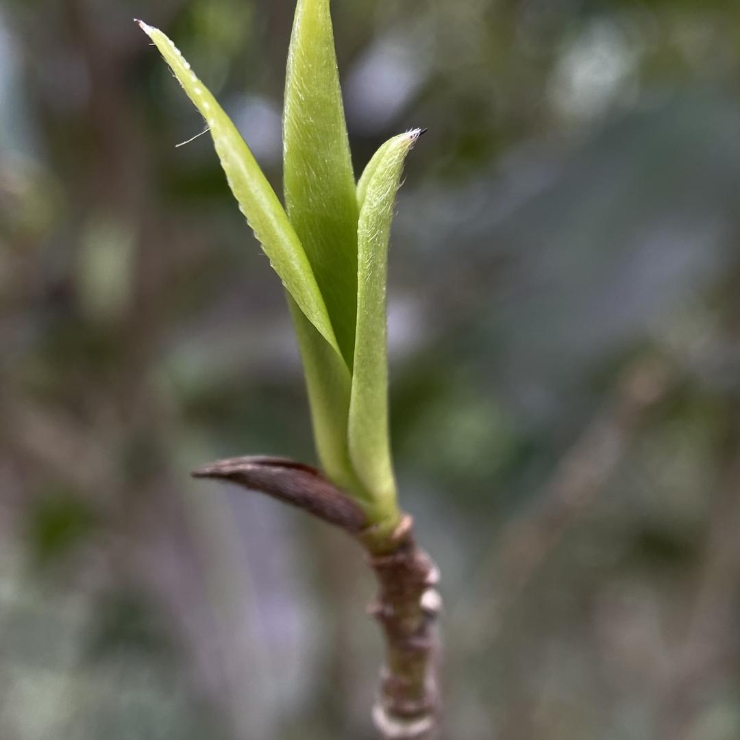 太姥山·林允爱