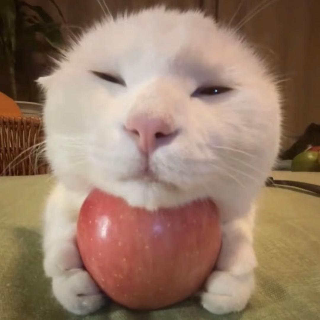 毛栗子🌰
