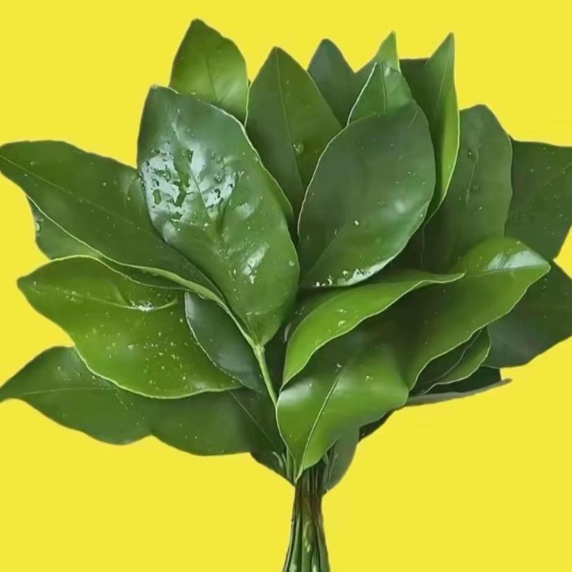 菲律宾铁猴子