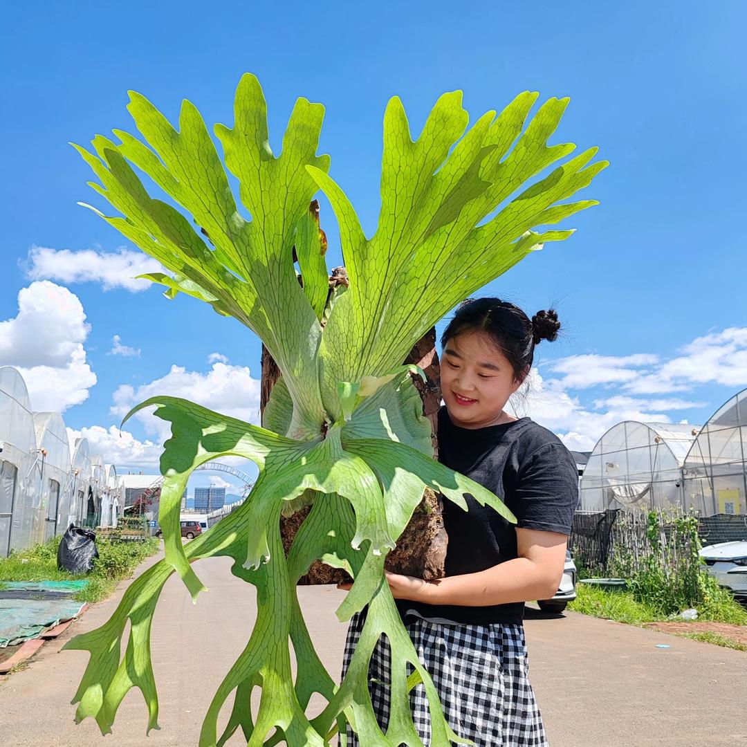 大脸绿植