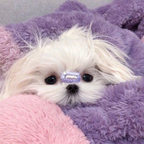 一只修狗🐶