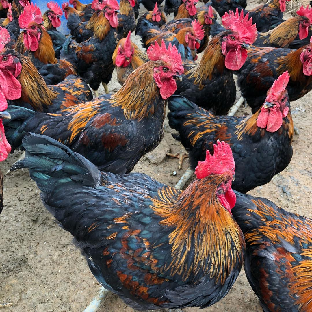 南平、抖音卖鸡鸭