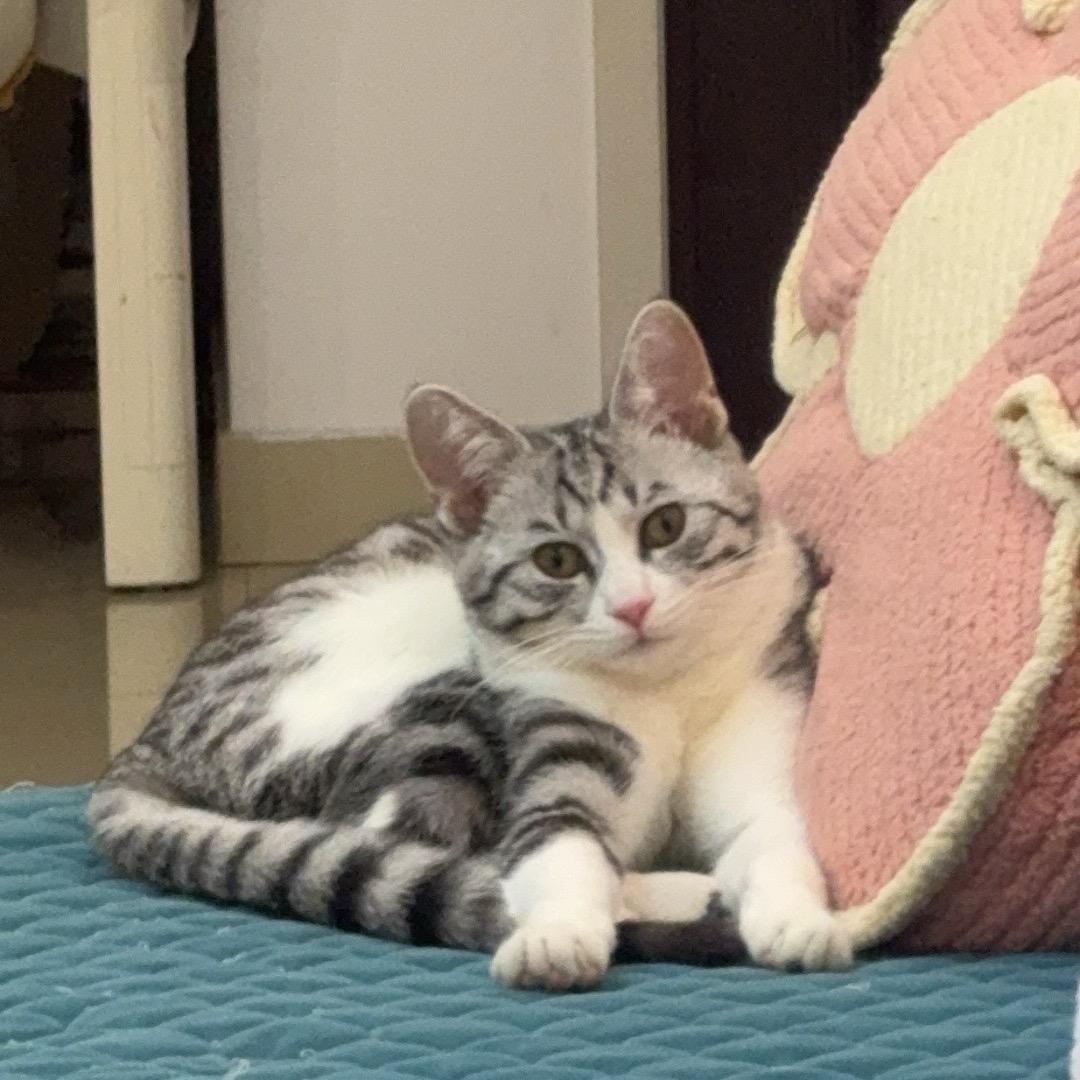 Wang星星星星星星星