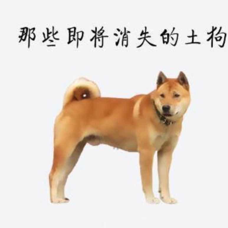 表哥深山寻犬