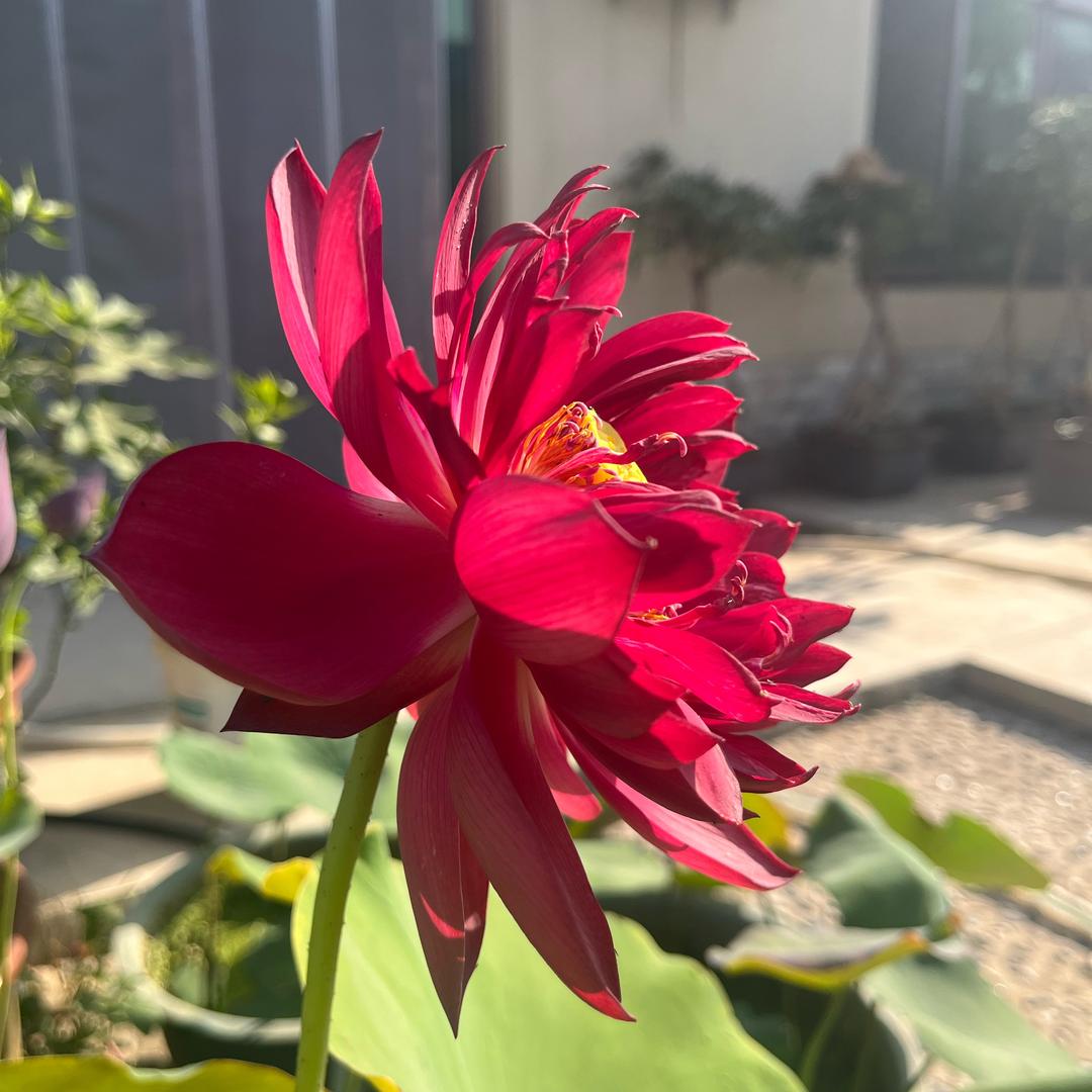 艺术戏剧的生活