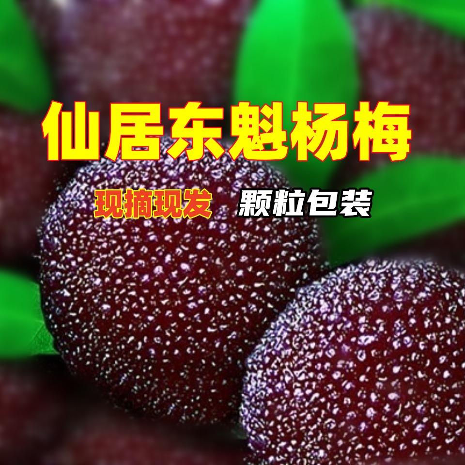 仙居东魁杨梅的店-产地